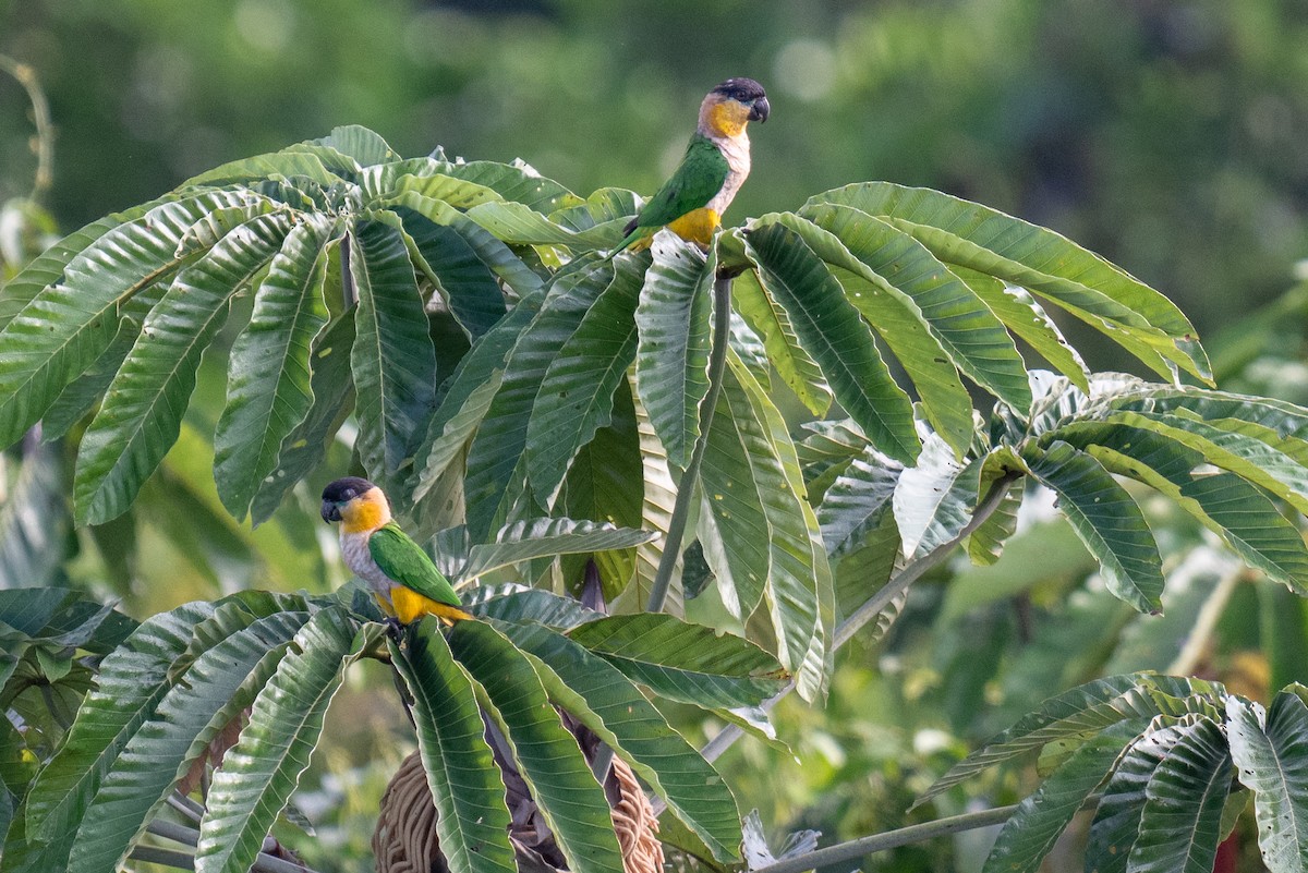 Black-headed Parrot - ML627899722