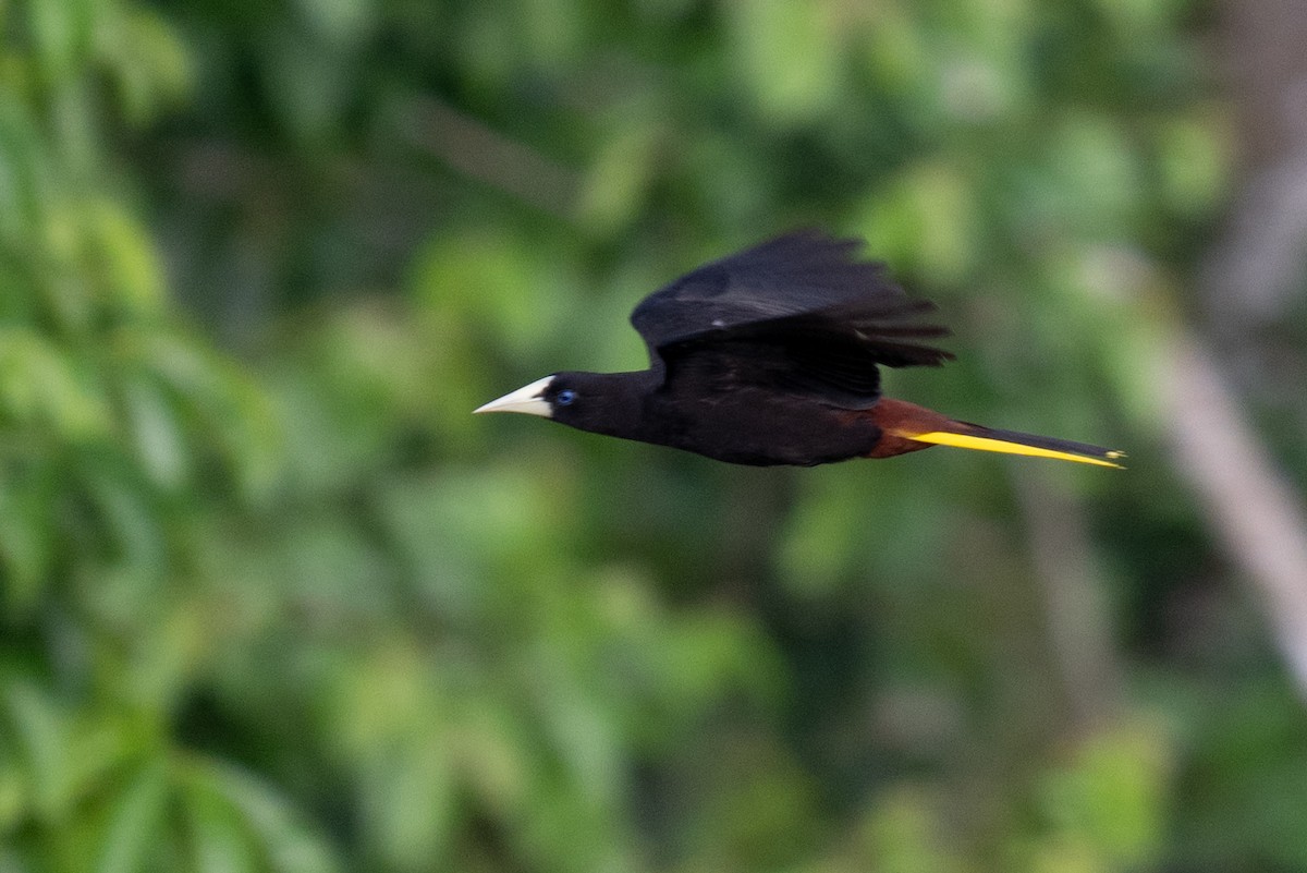 Crested Oropendola - ML627899732