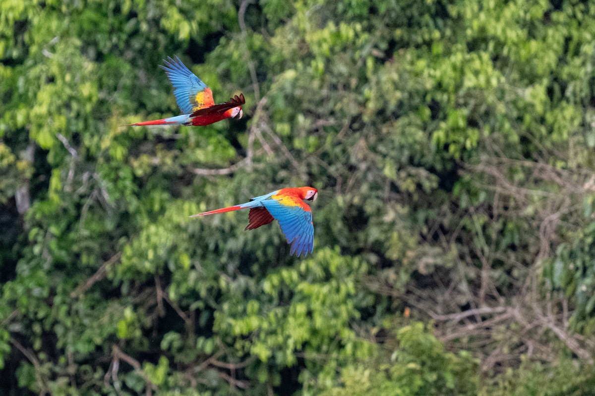 Scarlet Macaw - ML627899751