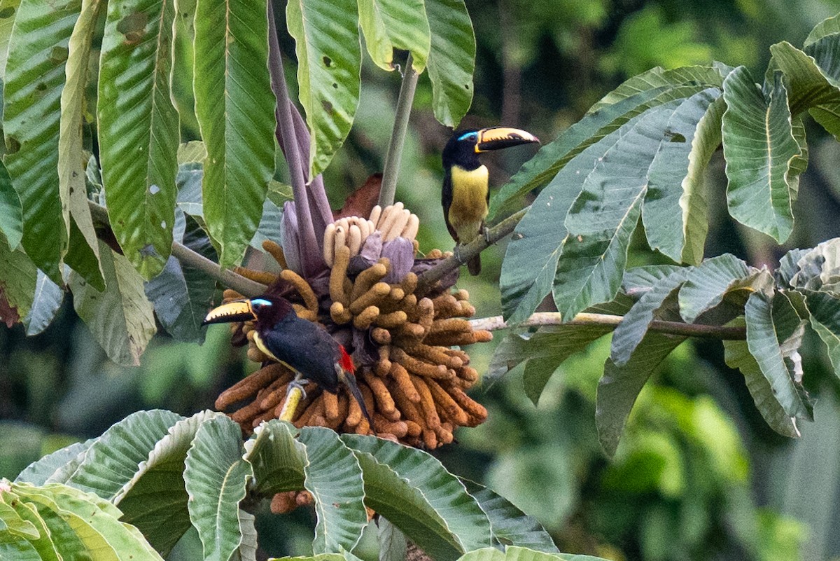 Lettered Aracari - ML627899775