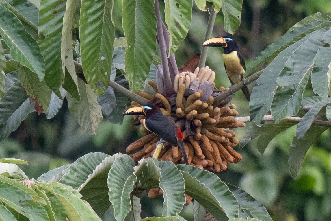 Lettered Aracari - ML627899792