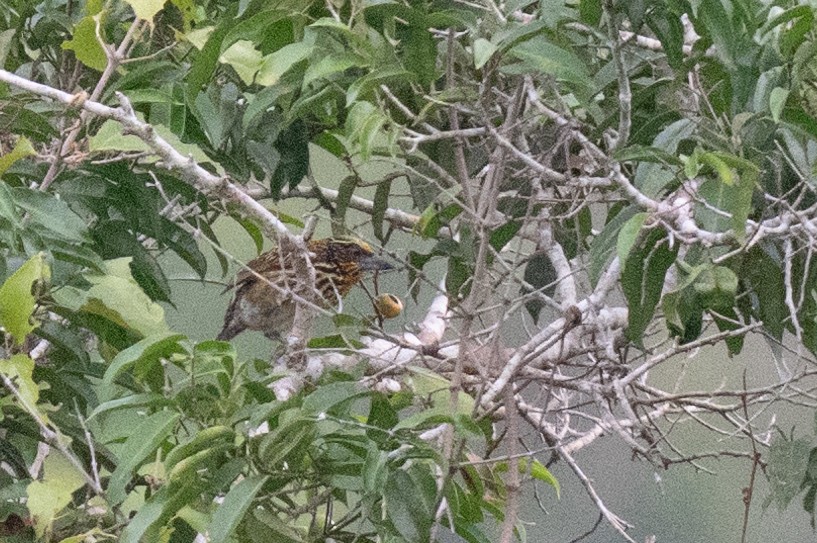 Gilded Barbet - ML627899896