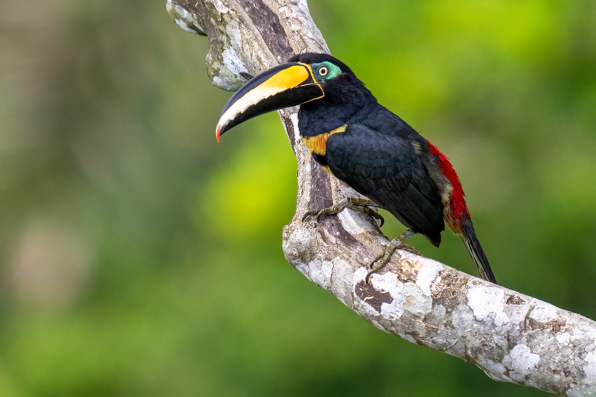 Many-banded Aracari - ML627899914