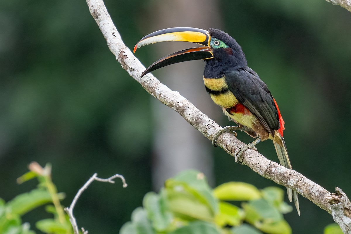 Many-banded Aracari - ML627899919