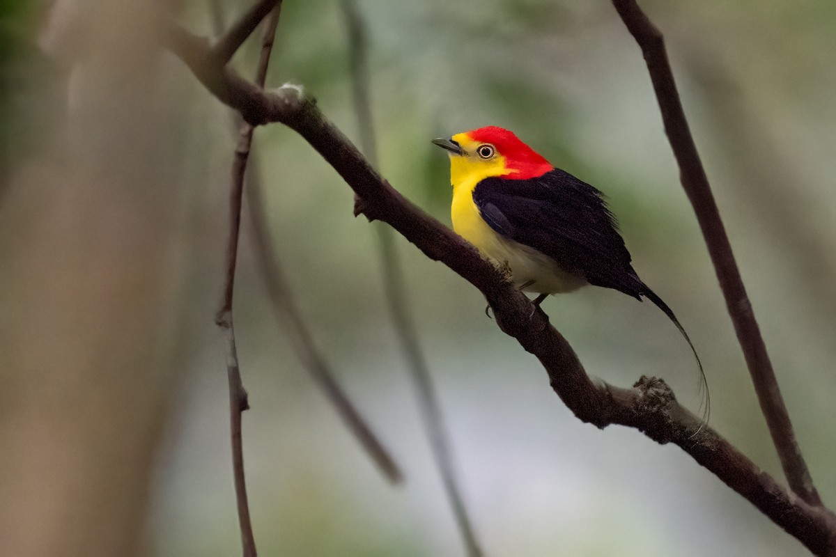 Wire-tailed Manakin - ML627899922