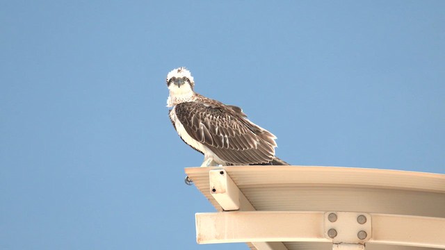 Osprey (Australasian) - ML627899973