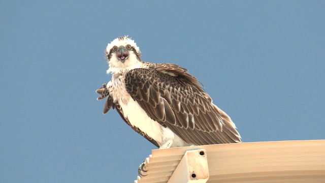 Osprey (Australasian) - ML627899974