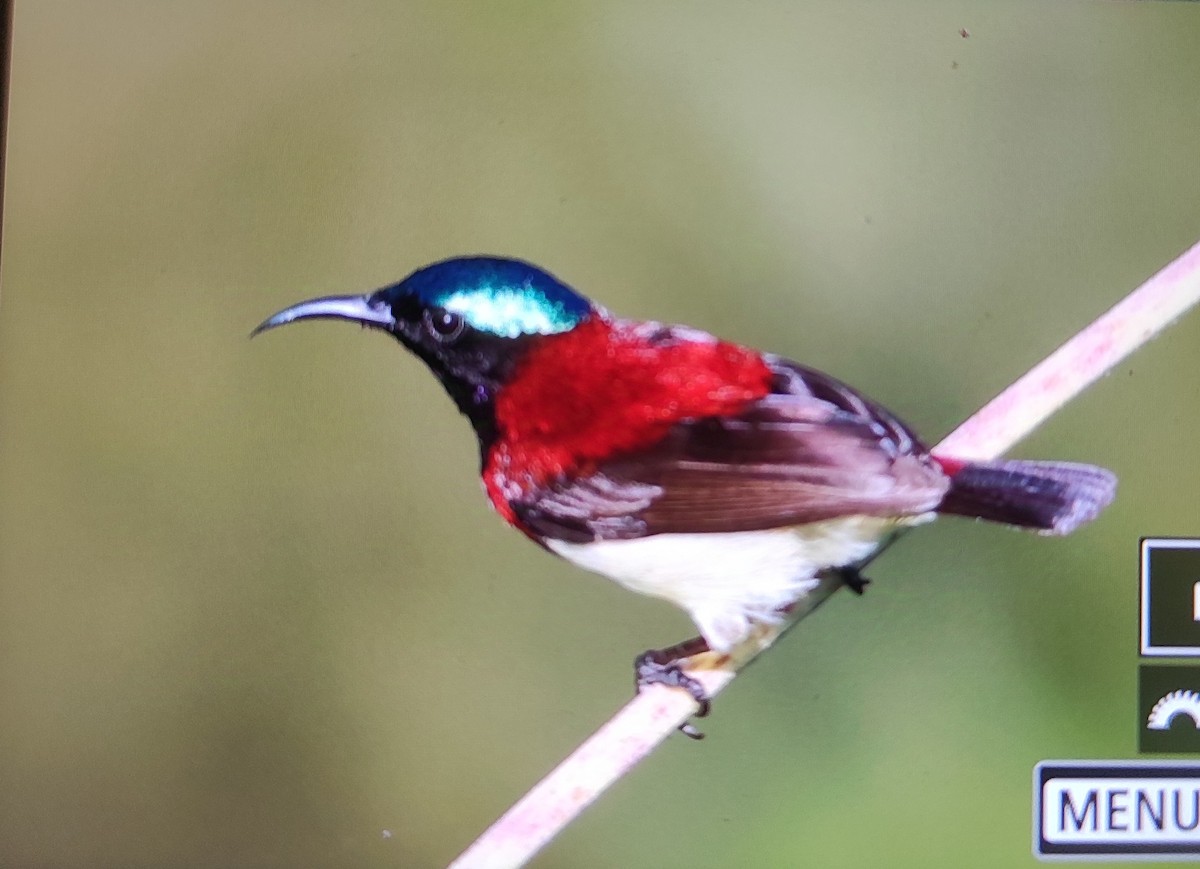 Crimson-backed Sunbird - ML627900026