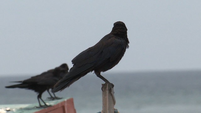 Little Crow - ML627900099