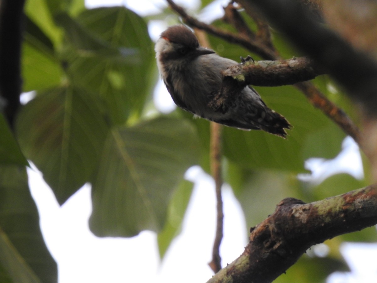 Brown-capped Pygmy Woodpecker - ML627900144