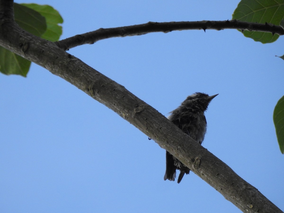 Brown-capped Pygmy Woodpecker - ML627900146