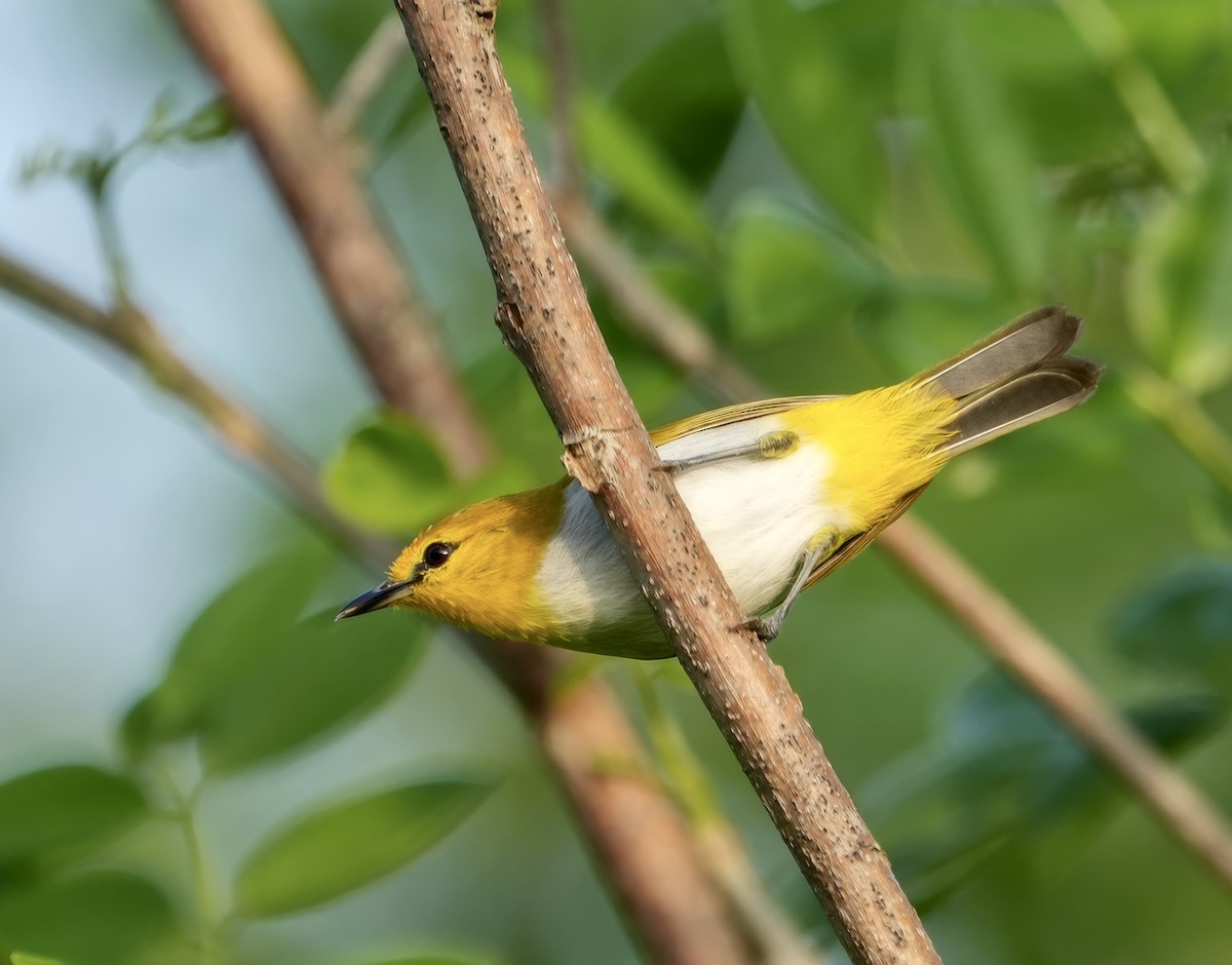 Yellow-spectacled Heleia - ML627900174