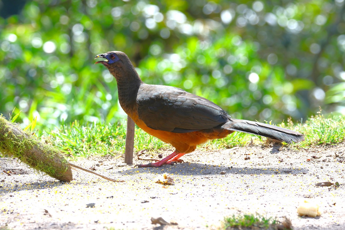 Sickle-winged Guan - ML627900512