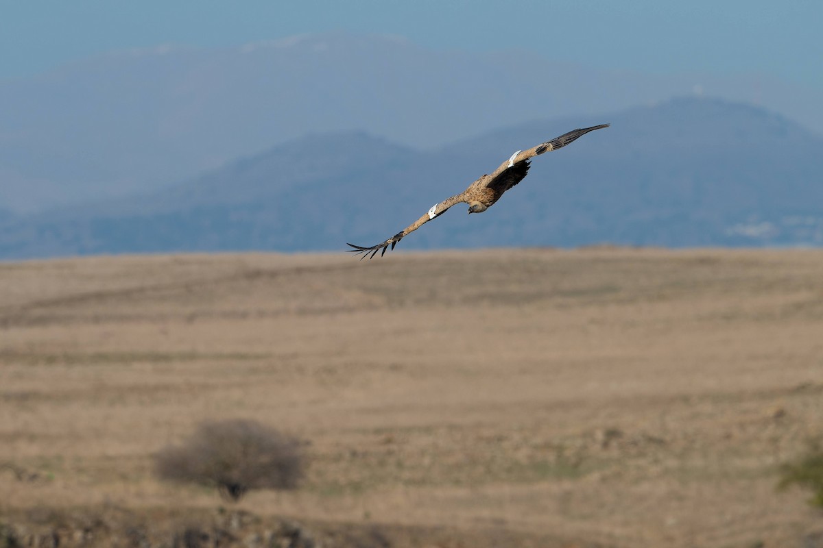 Eurasian Griffon - ML627900620