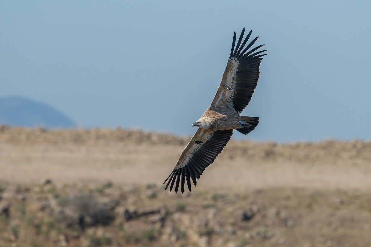 Eurasian Griffon - ML627900622