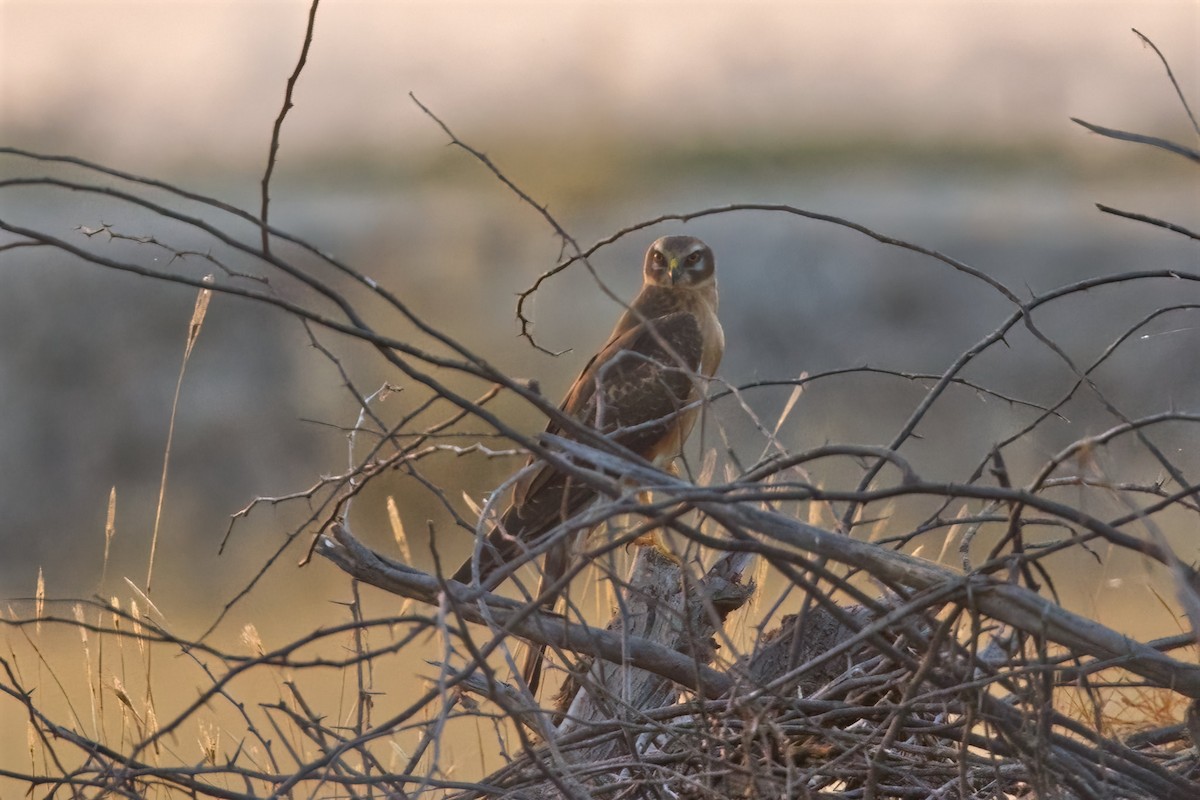 Montagu's Harrier - ML627900640