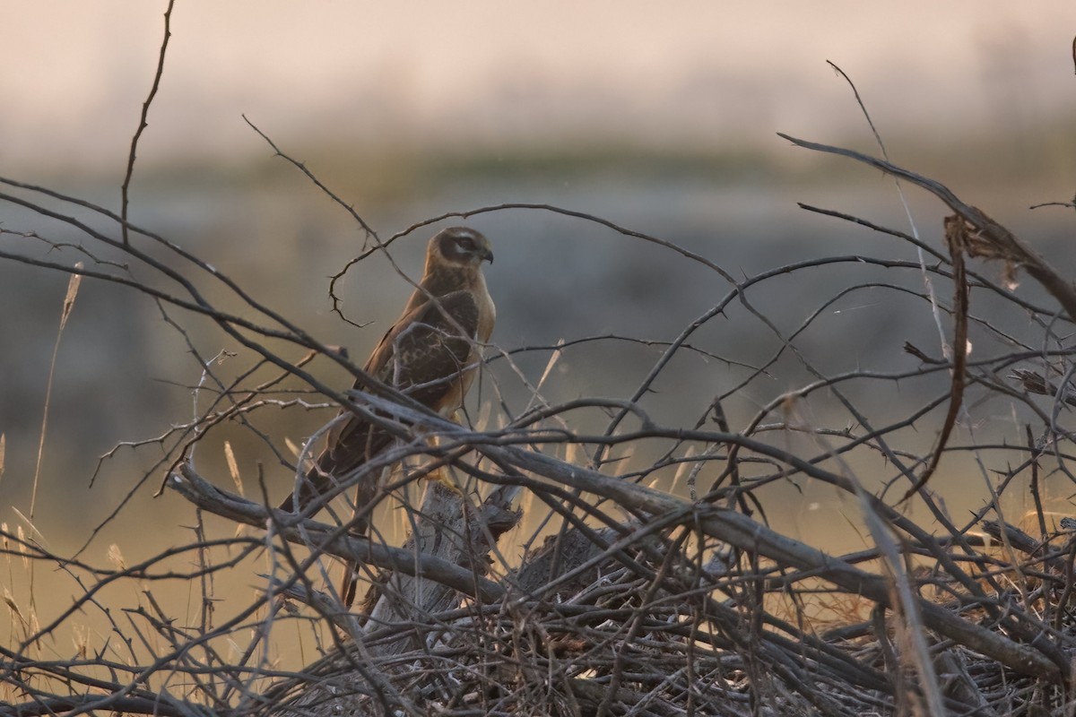 Montagu's Harrier - ML627900641