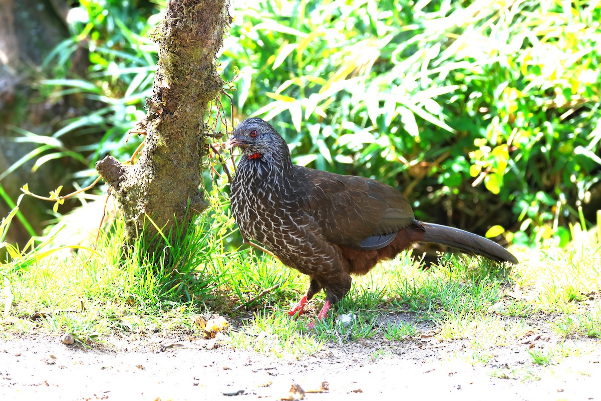 Andean Guan - ML627900647