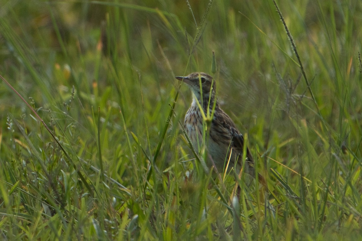 Australian Pipit - ML627900673