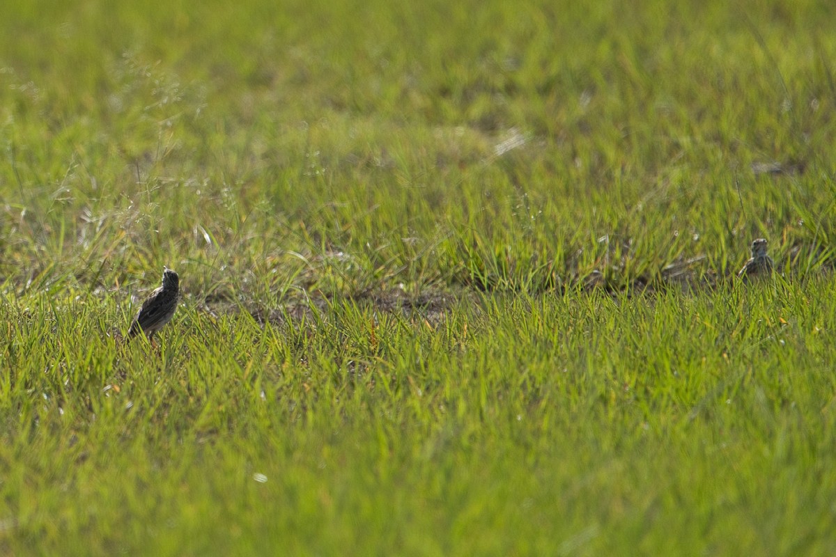 Australian Pipit - ML627900674