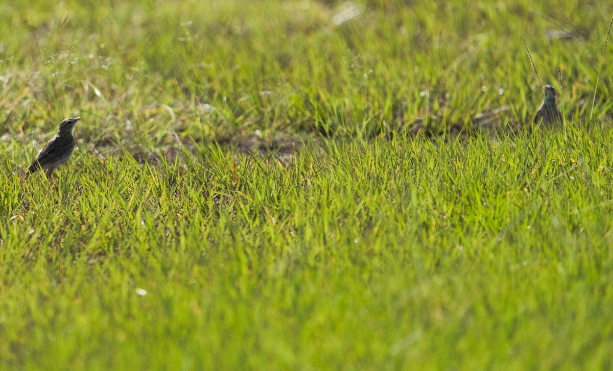 Australian Pipit - ML627900675