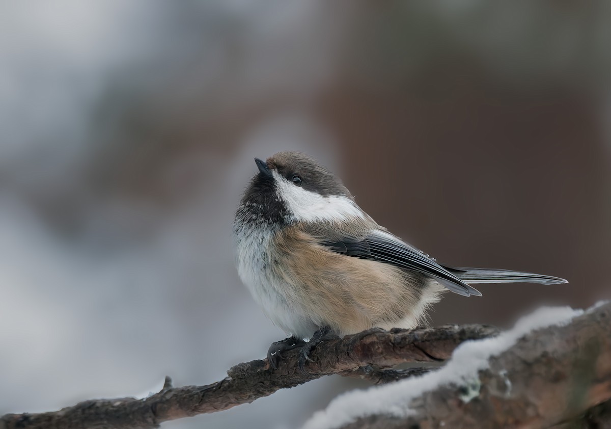 Gray-headed Chickadee - ML627900706