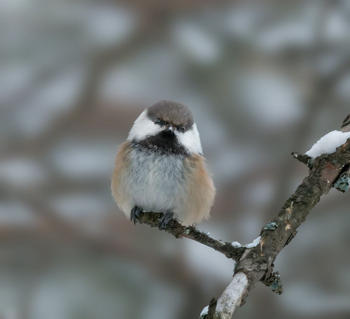 Gray-headed Chickadee - ML627900707