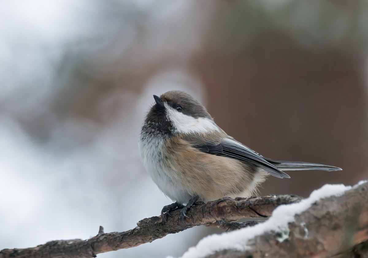 Gray-headed Chickadee - ML627900708