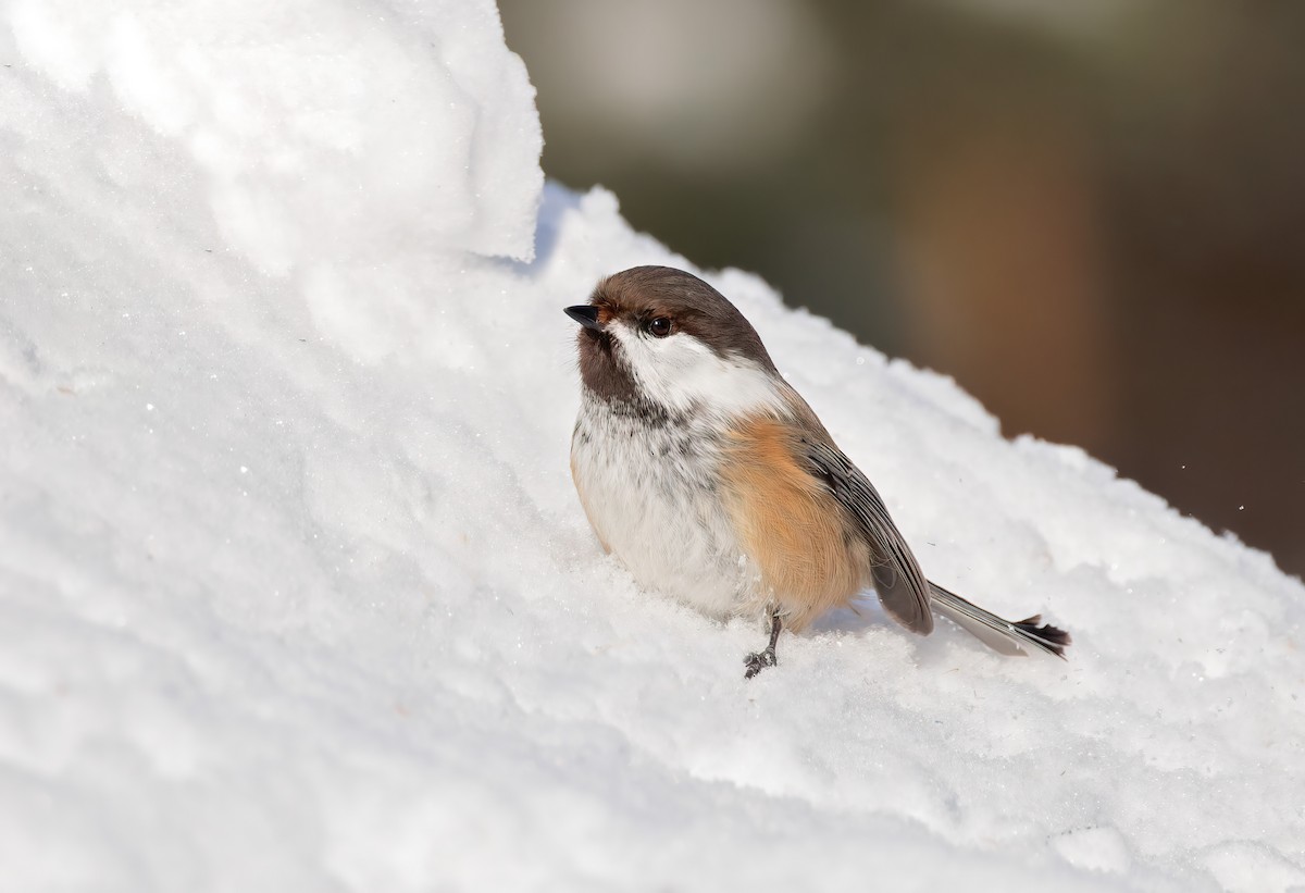 Gray-headed Chickadee - ML627900709