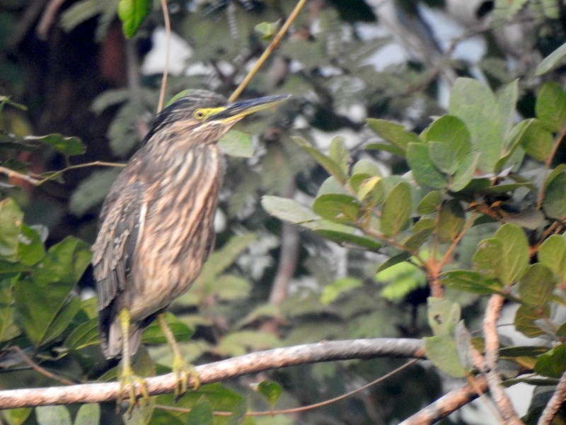 Mangrovereiher - ML627900731