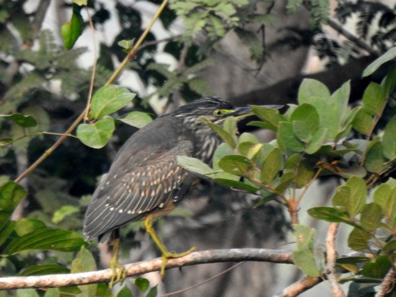 Mangrovereiher - ML627900732