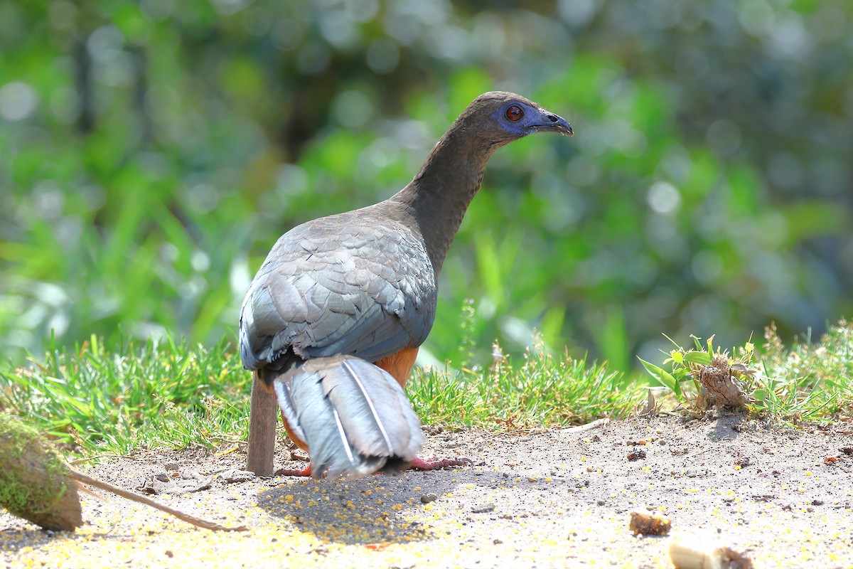 Sickle-winged Guan - ML627900750