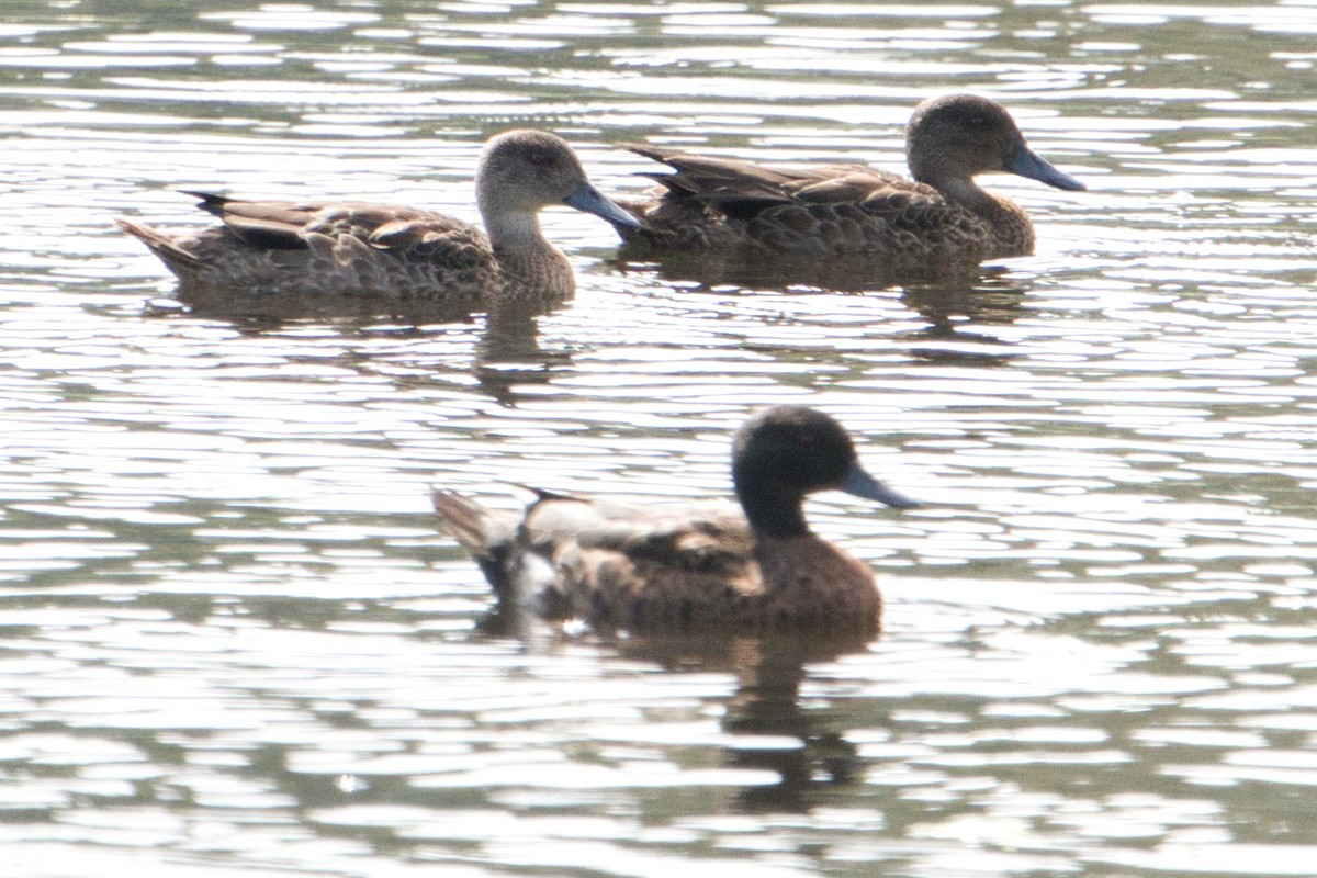 Chestnut Teal - ML627900919