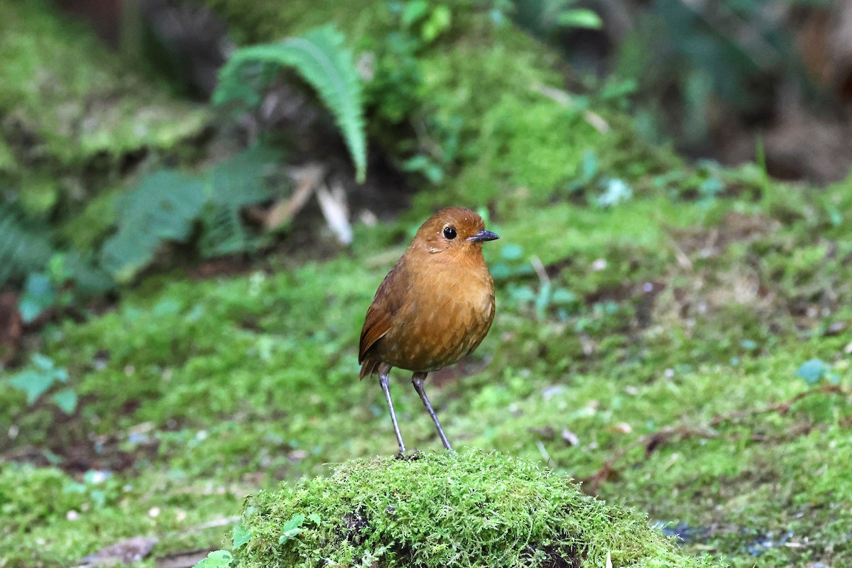 Equatorial Antpitta - ML627900995