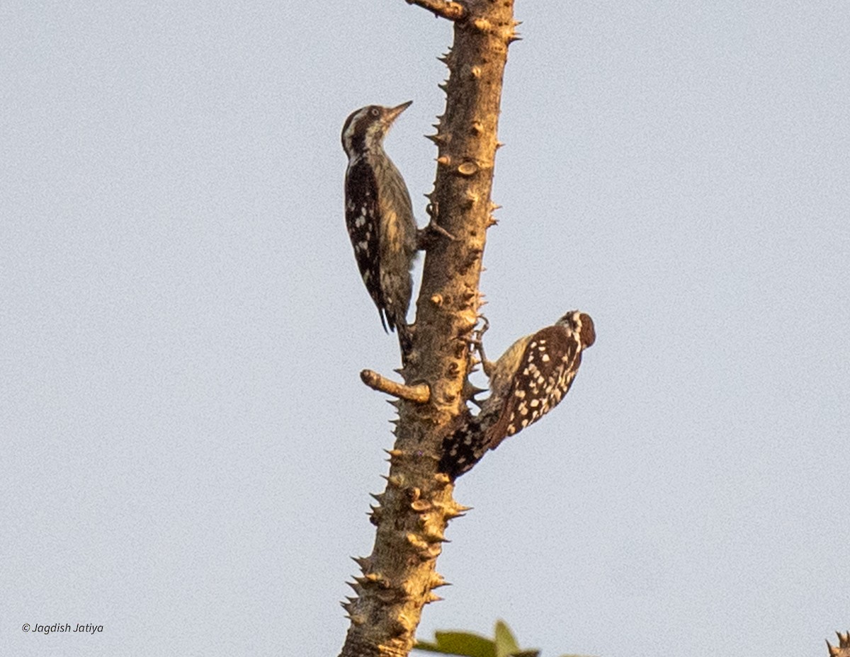 Brown-capped Pygmy Woodpecker - ML627900997