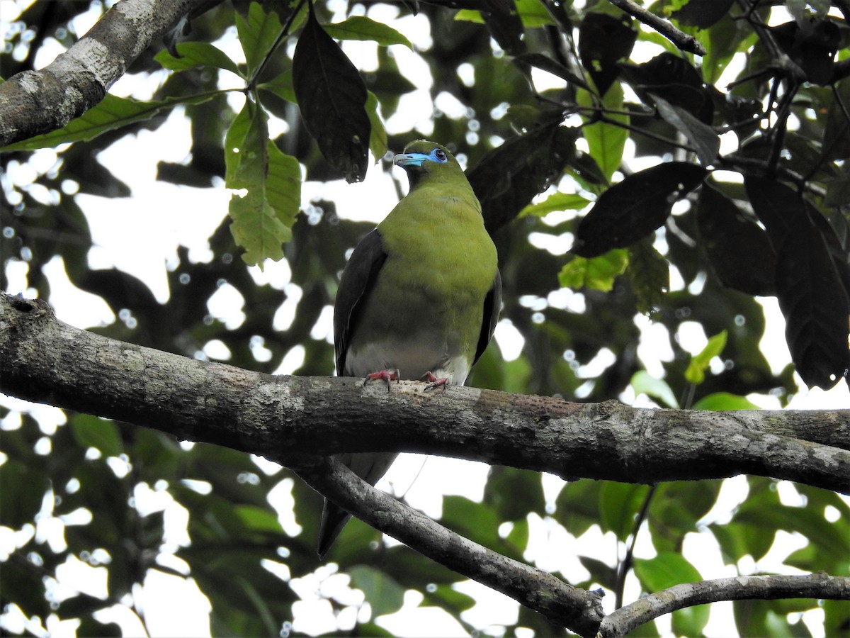Yellow-vented Green-Pigeon - Tuck Hong Tang