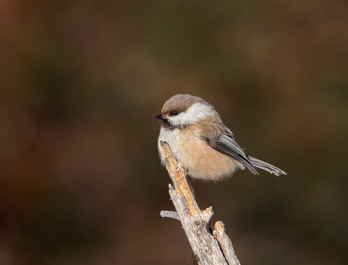 Gray-headed Chickadee - ML627901144