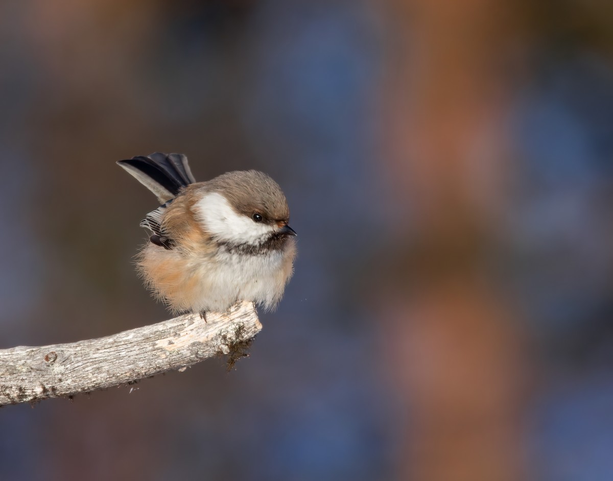 Gray-headed Chickadee - ML627901145