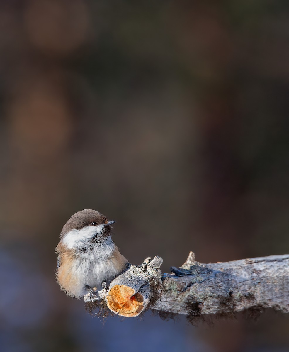 Gray-headed Chickadee - ML627901146