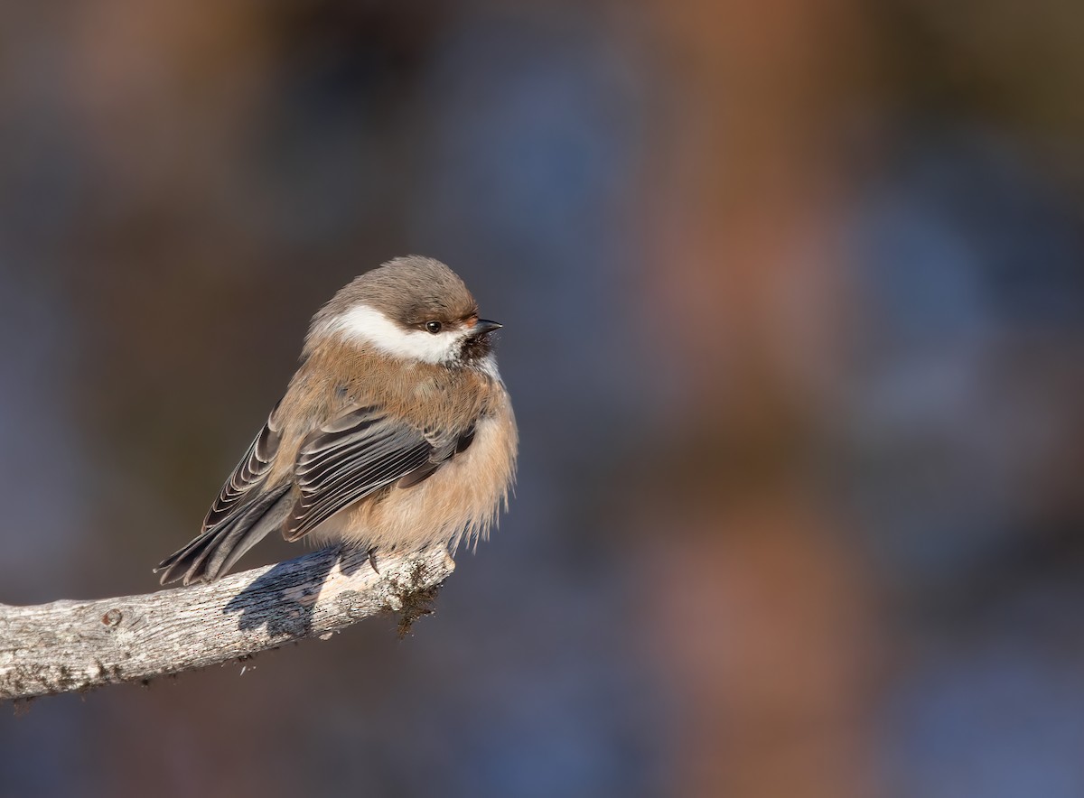 Gray-headed Chickadee - ML627901147