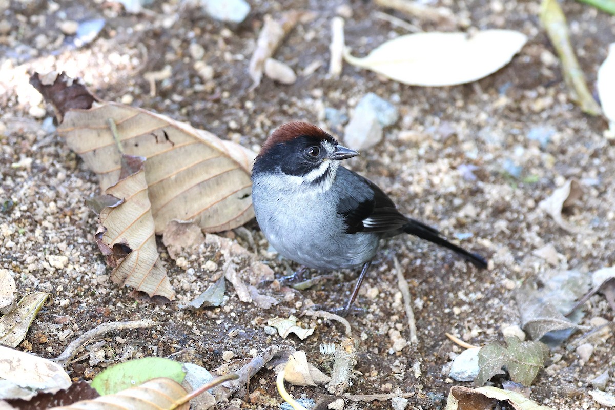 Northern Slaty Brushfinch - ML627901152