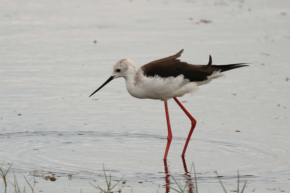 Black-winged Stilt - ML627901169