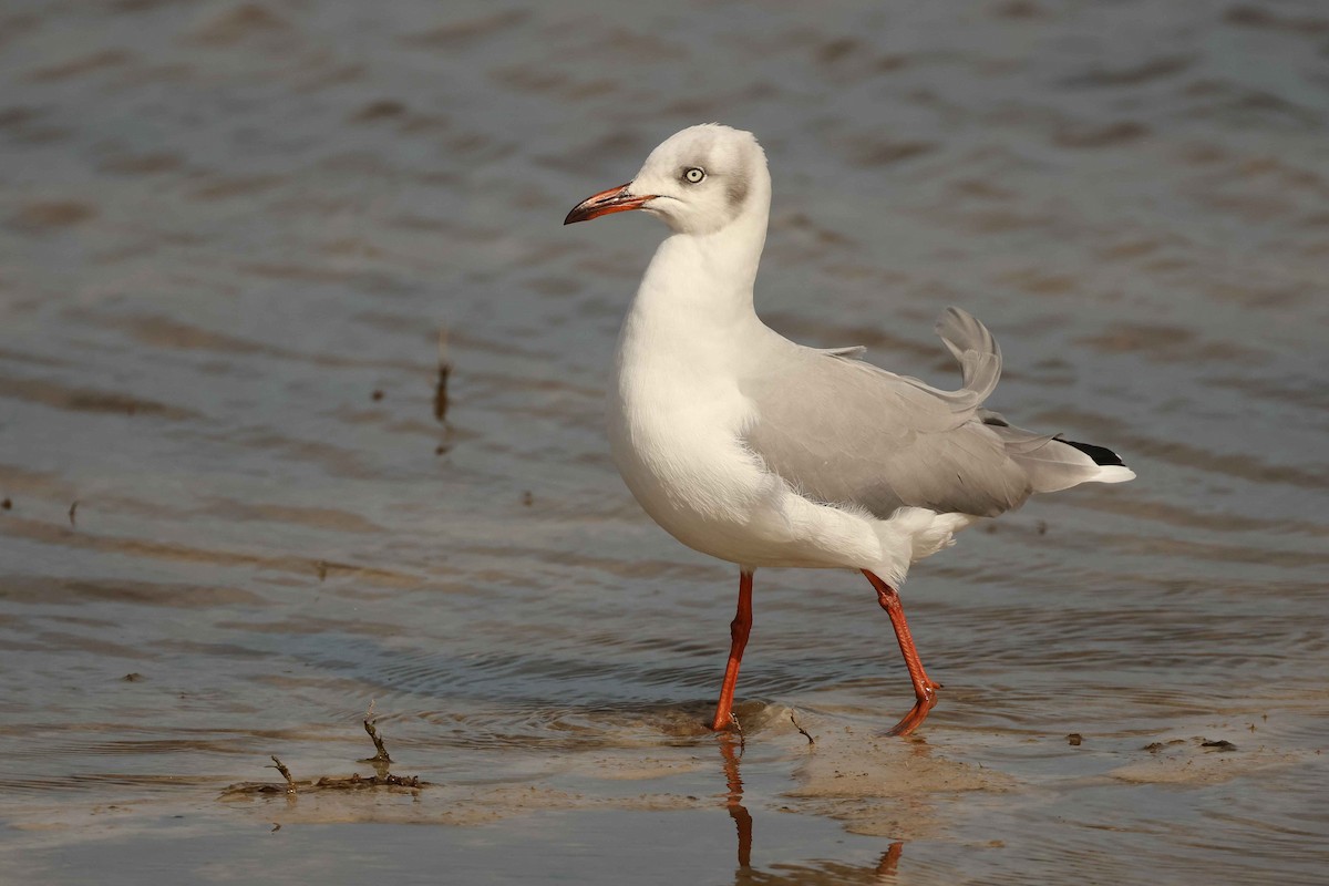 Gray-hooded Gull - ML627901177