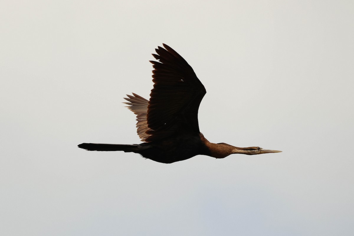 African Darter - ML627901188