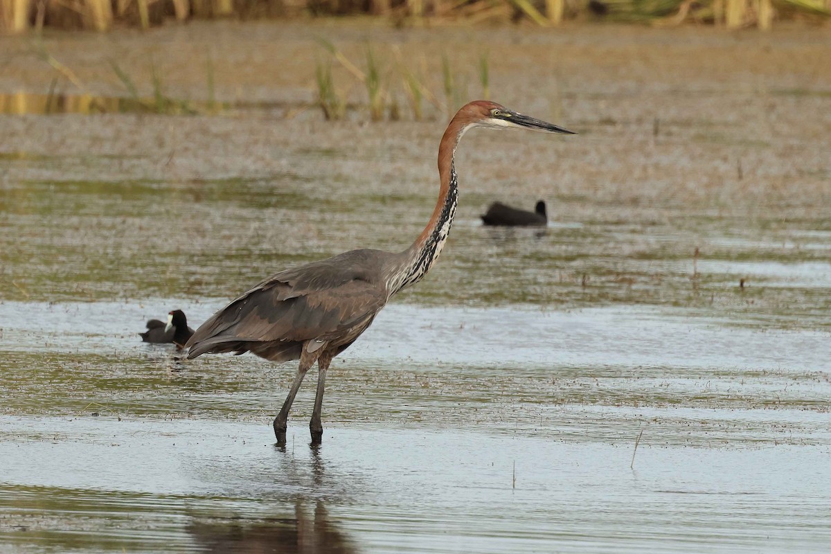 Goliath Heron - ML627901192