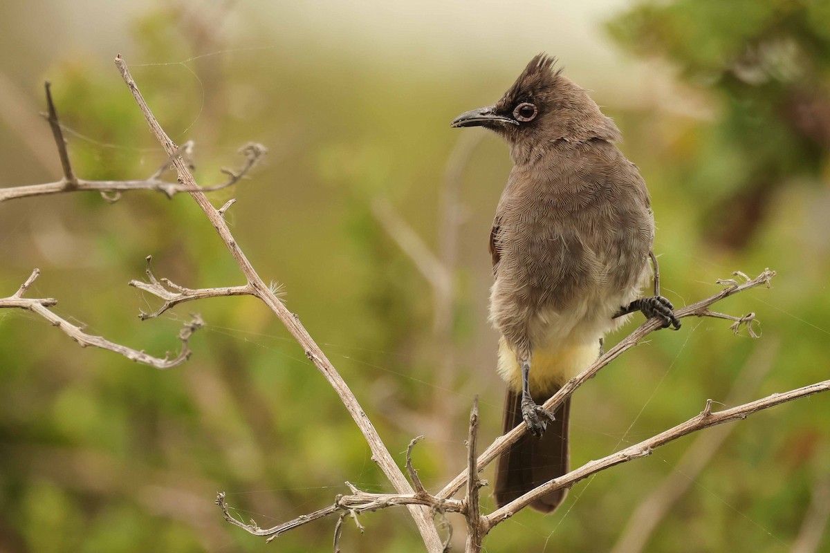 Cape Bulbul - ML627901201