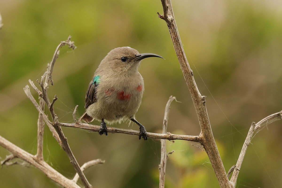 Southern Double-collared Sunbird - ML627901203
