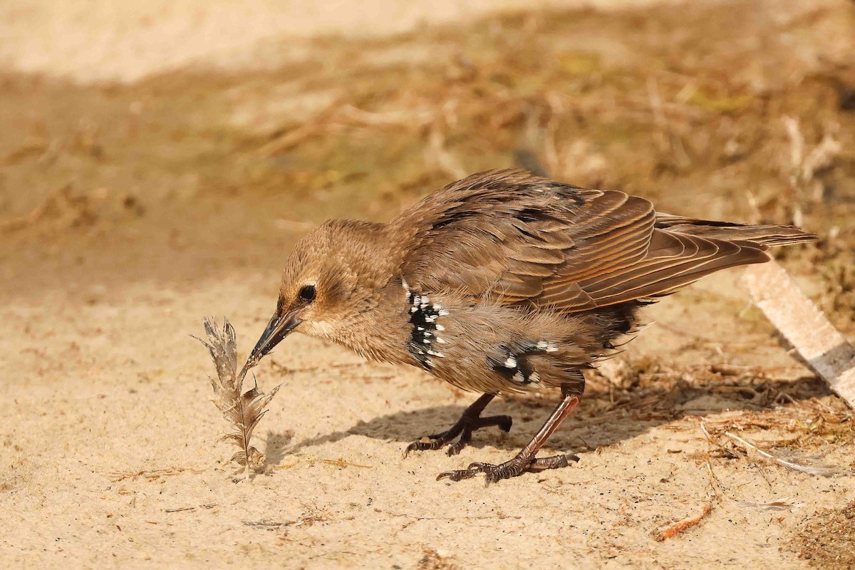 European Starling - ML627901234