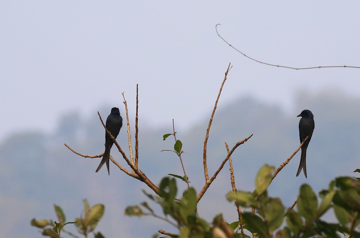 Graudrongo - ML627901249