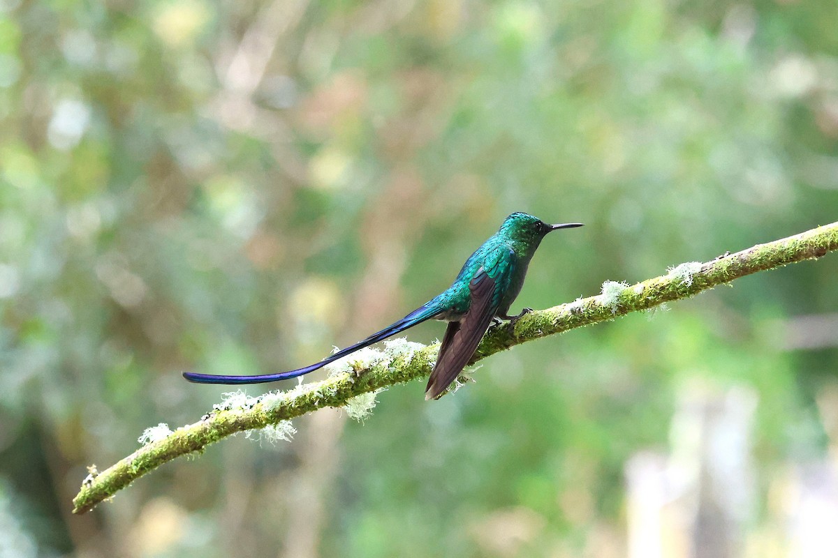 Long-tailed Sylph - ML627901250